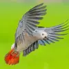 African Grey Parrot diamond painting kit — gray parrot flying with spread wings and bright red tail