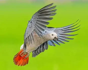 African Grey Parrot diamond painting kit — gray parrot flying with spread wings and bright red tail