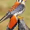American Kestrel diamond painting kit — colorful kestrel with detailed feathers