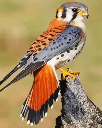 American Kestrel diamond painting kit — colorful kestrel with detailed feathers
