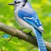 Blue jay diamond painting kit — blue bird perched on a branch