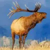 Bull elk diamond painting kit — antlered elk calling across a mountain landscape