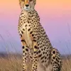 Cheetah diamond painting kit — seated cheetah beneath a pastel dusk sky