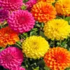 Colorful dahlias diamond painting kit — bright pink orange and yellow garden flowers