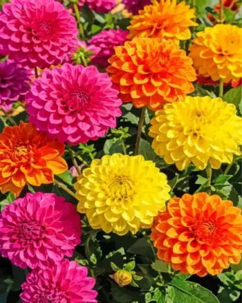 Colorful dahlias diamond painting kit — bright pink orange and yellow garden flowers