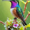 Colorful hummingbird diamond painting kit — vibrant hummingbird with bright multicolored feathers