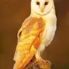 Golden owl diamond painting kit — masked owl with rich golden feathers