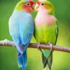 Lovebirds diamond painting kit — colorful pair of lovebirds perched together on a branch