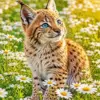 Lynx diamond painting kit — young lynx with blue eyes sitting among white daisies