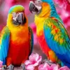 Macaw diamond painting kit — colorful macaws surrounded by pink blossoms