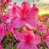 Pink azaleas diamond painting kit — bright pink blossoms with dewdrops at sunset