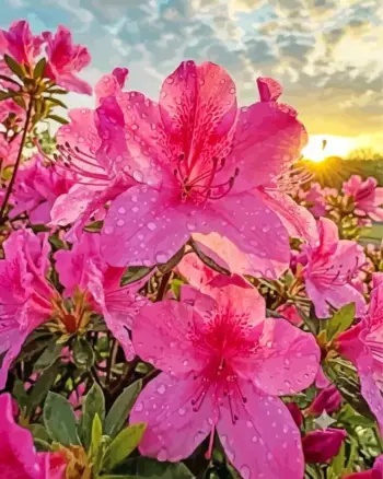 Pink azaleas diamond painting kit — bright pink blossoms with dewdrops at sunset