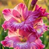 Gladiolus diamond painting kit — pink gladiolus flowers covered in sparkling dewdrops