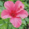 Pink hibiscus diamond painting kit — vibrant pink tropical flower with delicate petals
