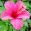 Pink hibiscus diamond painting kit — vibrant pink tropical flower with delicate petals