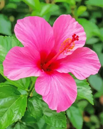 Pink hibiscus diamond painting kit — vibrant pink tropical flower with delicate petals
