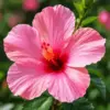 Pink hibiscus diamond painting kit — vibrant tropical hibiscus flower with green leaves