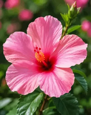 Pink hibiscus diamond painting kit — vibrant tropical hibiscus flower with green leaves