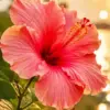 Pink hibiscus diamond painting kit — tropical flower glowing in warm sunset light
