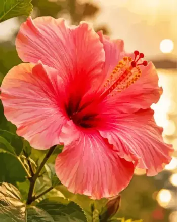 Pink hibiscus diamond painting kit — tropical flower glowing in warm sunset light