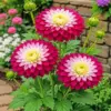 Dahlia diamond painting kit — pink and white dahlias blooming in a garden