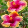Hibiscus diamond painting kit — vibrant pink and yellow hibiscus flowers