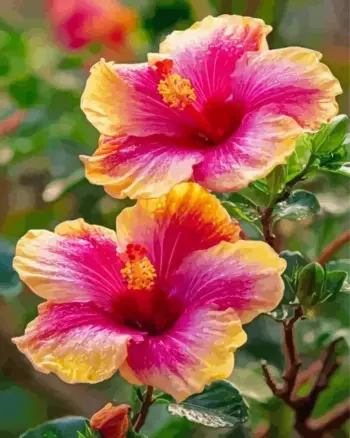 Hibiscus diamond painting kit — vibrant pink and yellow hibiscus flowers