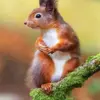 Red squirrel diamond painting kit — squirrel perched on a green mossy branch