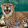 Roaring cheetah diamond painting kit — spotted cheetah resting with mouth open