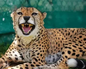 Roaring cheetah diamond painting kit — spotted cheetah resting with mouth open