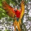 Scarlet Macaw in Flight diamond painting kit — colorful red macaw flying with wings fully spread
