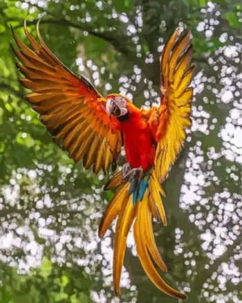 Scarlet Macaw in Flight diamond painting kit — colorful red macaw flying with wings fully spread