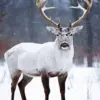 Reindeer diamond painting kit — antlered reindeer standing in a snowy winter forest