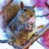 Squirrel diamond painting kit — cute squirrel surrounded by pink cherry blossoms