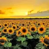 Sunflower field diamond painting kit — golden sunflowers beneath a glowing sunset sky