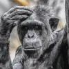 Thoughtful chimpanzee diamond painting kit — black and white chimpanzee resting its hand on its head