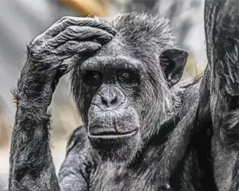 Thoughtful chimpanzee diamond painting kit — black and white chimpanzee resting its hand on its head
