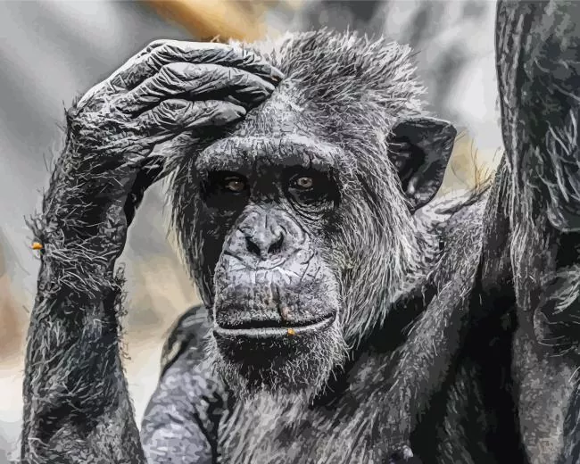 Thoughtful Chimpanzee Diamond Painting Kits Thoughtful chimpanzee diamond painting kit — black and white chimpanzee resting its hand on its head