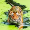 Tiger swimming in green water diamond painting kit — orange tiger moving through vivid green water
