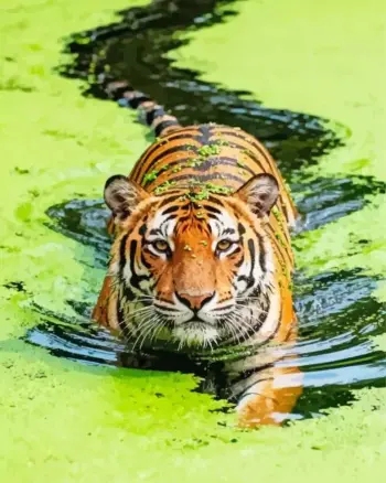 Tiger swimming in green water diamond painting kit — orange tiger moving through vivid green water