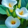 Calla lily diamond painting kit — elegant white calla lilies with golden centers