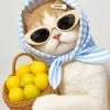 Lemon cat diamond painting kit | cute cat with lemons