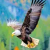 Bald eagle in flight diamond painting kit — majestic eagle soaring with outstretched wings against a colorful forest background