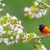 Baltimore Oriole diamond painting kit — orange and black songbird perched among delicate white spring blossoms