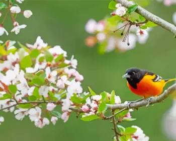 Baltimore Oriole diamond painting kit — orange and black songbird perched among delicate white spring blossoms