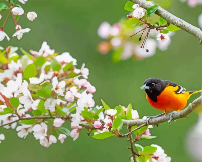 Baltimore Oriole Diamond Painting Kits Baltimore Oriole diamond painting kit — orange and black songbird perched among delicate white spring blossoms