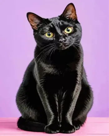 Black cat diamond painting kit — black cat with green eyes on a purple background
