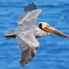 Brown pelican diamond painting kit — pelican soaring over blue ocean water with wings outstretched