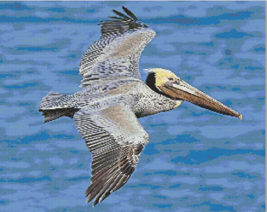 Brown pelican in flight Diamond Paints