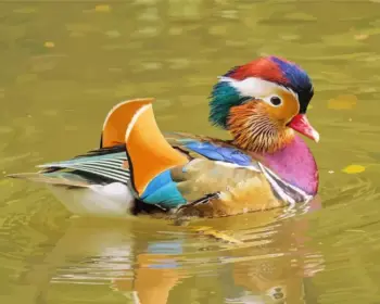 Colorful Mandarin Duck diamond painting kit — vibrant duck swimming in calm water with bright multicolored feathers